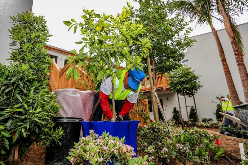 Arbor Day Foundation Partners with BrightView to Plant 300,000 Trees